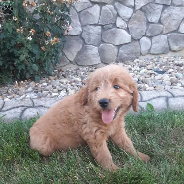 Duke, Mini Goldendoodle Puppy